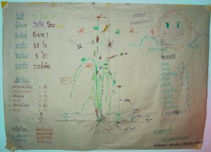 Agro-ecosystem analysis (AESA) drawing made by farmers of an FFS