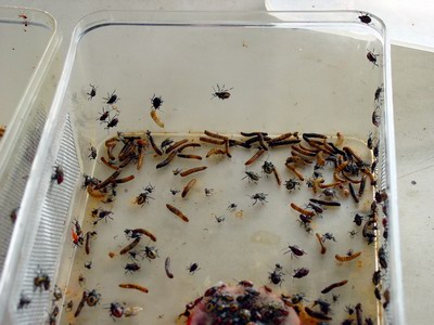 Assassin bugs can be reared by feeding them the larvae of beetles.