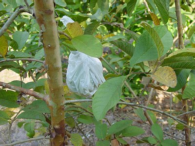 Bagging guava