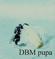 Brachymeria excarinata adult wasp on DBM pupa