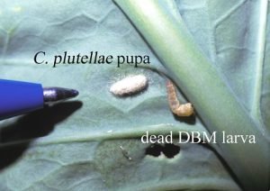 Cotesia plutellae pupa and dead DBM larva