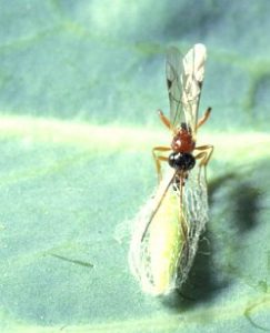 Diadromus collaris adult female wasp on DBM pupa