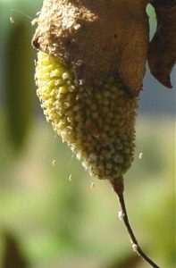 Young fruit of Durian with lacewing eggs.