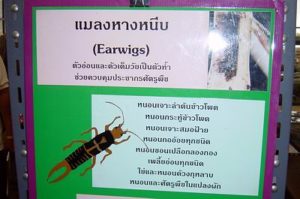 A signboard at a mass rearing facility of earwigs.