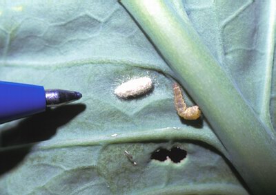 Figure 13 The pupa of a parasitoid (Cotesia plutellae) and a dead larva of the diamondback moth (DBM)