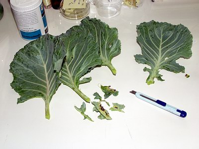 Figure 4 Preparing leaves for use in rearing container