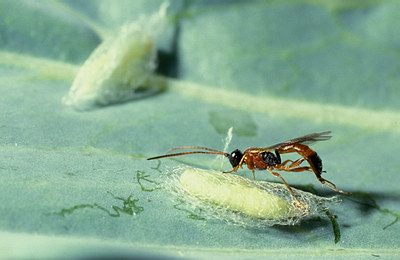 Figure 7. Adult Diadromus collaris wasp on a pupa of diamondback moth