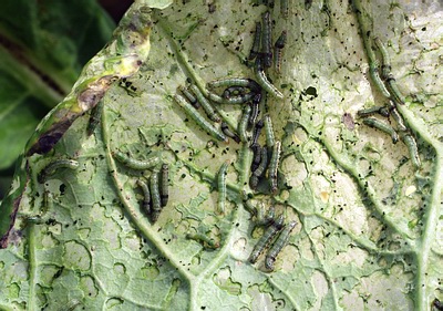 Figure 5. Cluster caterpillars (<em>Spodoptera litura</em>).