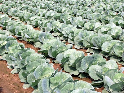 Figure 15. Early “cupping” stage of cabbage growth.