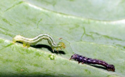 Figure 8. Healthy (left) and Bt-affected (right) larvae of cabbage looper.