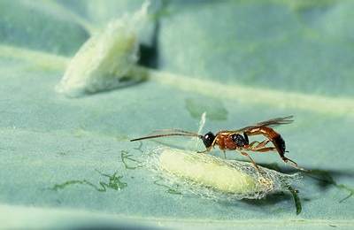 Figure 7. Bt does not kill natural enemies such as this wasp (a parasitoid of Diamondback moth).