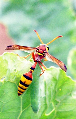 Figure 5. Vespid wasp