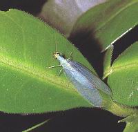 An adult lacewing.