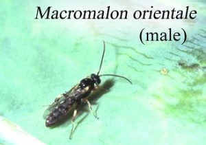 Macromalon orientale male adult wasp