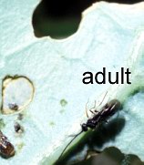 Microplitis manilae adult wasp
