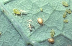 Parasitized aphids are swollen and tan to gold in color