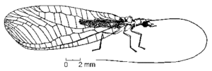 Lacewing adult