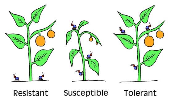 A resistant, a susceptible and a tolerant plant.