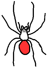 Spider abdomen