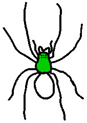 Spider cephalothorax