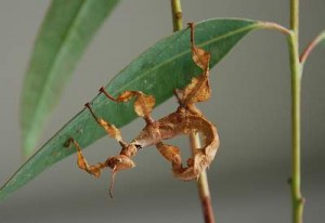 Young stick insect