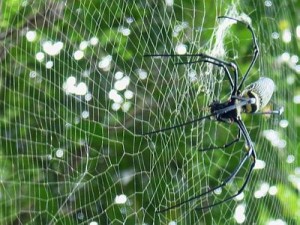 Tropische spin in zijn web
