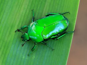 Scarab beetke