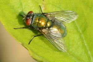 Fly