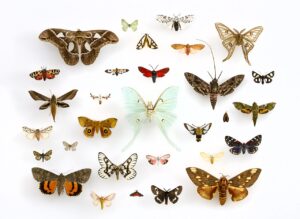 Insect collection